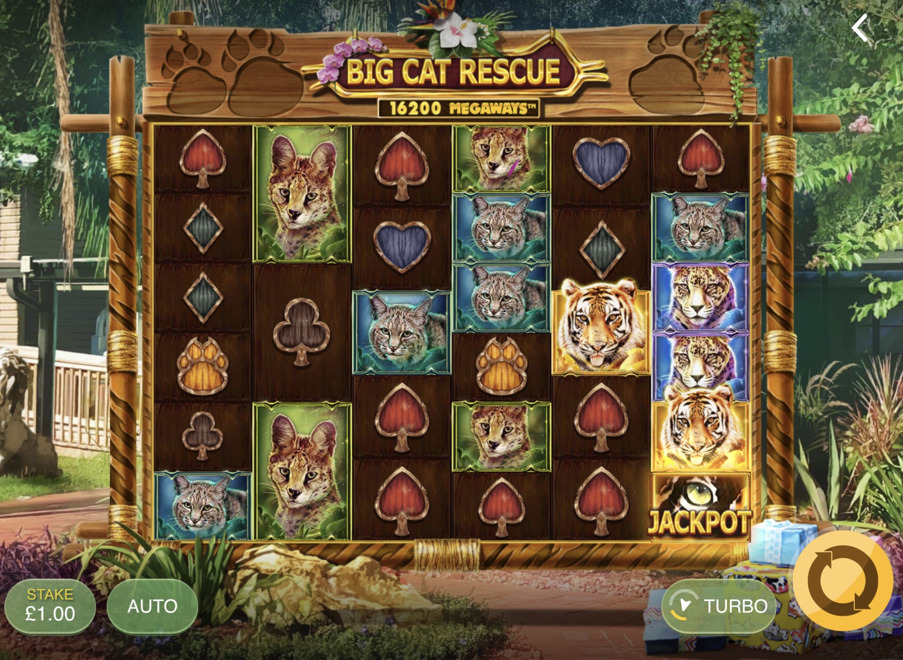 Обзор видеослота «Big Cat Rescue Megaways» от Red Tiger и Gizbo Casino